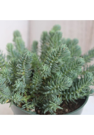 Sedum Reflexum 'blue Spruce' - 45 Adet Yer Örtücü Sukulent