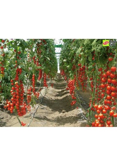 Sırık Domates Tohumu Sırık Domates 15 Tohum + Tohum