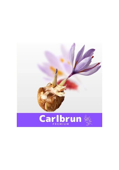 Premium Özel Dikime Hazır Yerli Üretim Büyük Boy 1. Kalite Safranbolu Safran Bitkisi Soğanı - 1 Adet