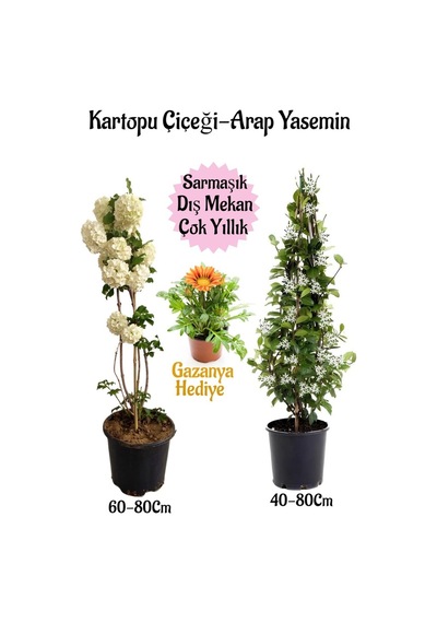 Kartopu Çiçeği 1 Adet +arap Yasemini 1 Adet+sarı Gazanya Saksılı Bahçe Seti
