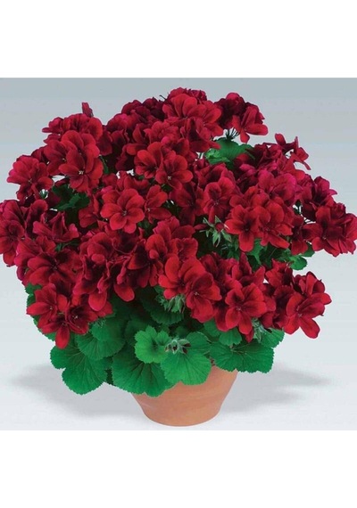 Bordo Sakız Sardunya Çiçeği Fidanı 25-35 Cm Saksılı Çiçekli Bodur Bitkiler Geranium