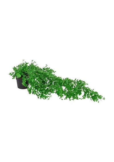Mini Siyah Plastik Saksıda Yapay Sarkan Şimşir 001