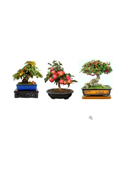 3'lü Bonsai Ağacı Ekim Seti Şeftali Elma Alıç Bonzai Ağacı Tohumu Kombin