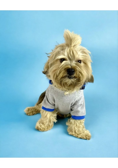 Blue Line Kapşonlu Sweatshirt Köpek Kıyafeti Köpek Elbisesi