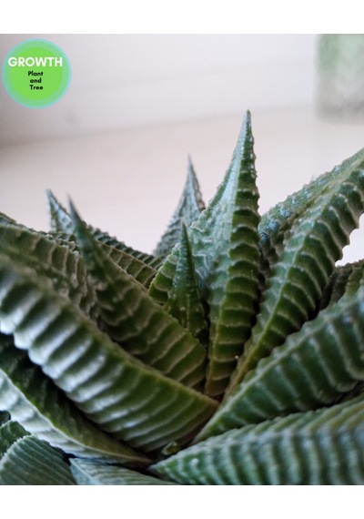 Haworthia Limifolia Twist 1 Adet