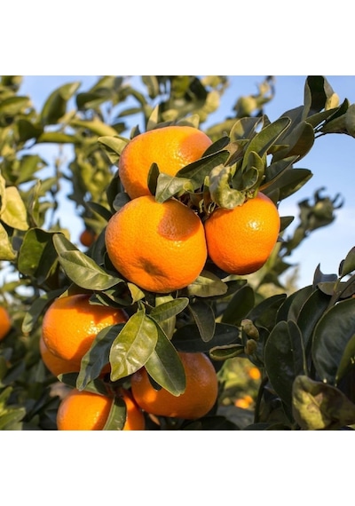 Tüplü Yöresel Bodrum Mandalinası Fidanı