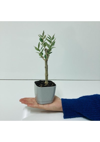Gri Lüx Saksıda Bonsaiye Uygun Zeytin Fidanı