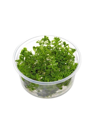 Limnophila Sessiliflora In Vitro Canlı Bitki