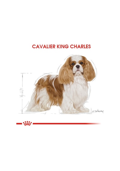 Royal Canin Cavalier King Charles Yetişkin Köpek Maması 3 KG
