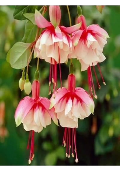 Videolu 2 Adet Karışık Renk Küpeli Çiçeği 10-15 Cm Mini Saksıda Çiçekli Bodur Bitkiler Fuchsia