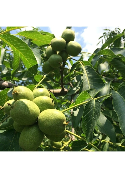 Tüplü Chandler Salkım Ceviz Fidanı Seneye Meyve Verir Durumda