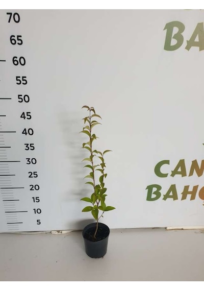 Kurtbağrı Ligustrum Bahçe Çit Set Fidanı 10-20 Cm