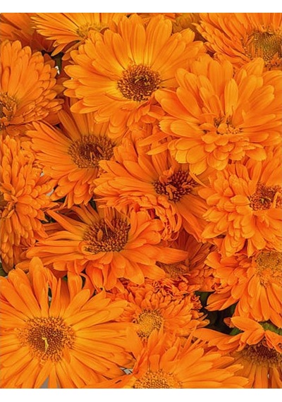 Chrysanthemum Turuncu Kasımpatı Çiçeği Fidanı 15-25 Cm Saksılı