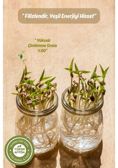 Yörem Afyon Gaziantep Yöresinden Doğanın Protein Hazinesi Maş Fasulyesi, Cin Börülcesi Vigna Radiata 250gr.