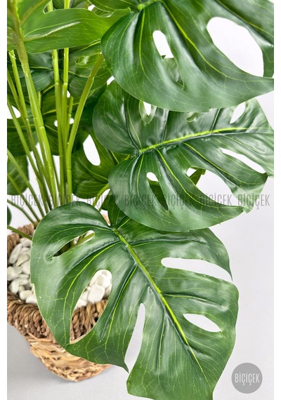Yapay Monstera Deve Tabani 65 Cm Demi R Destekli Kulpsuz Hasir Saksıda Krem