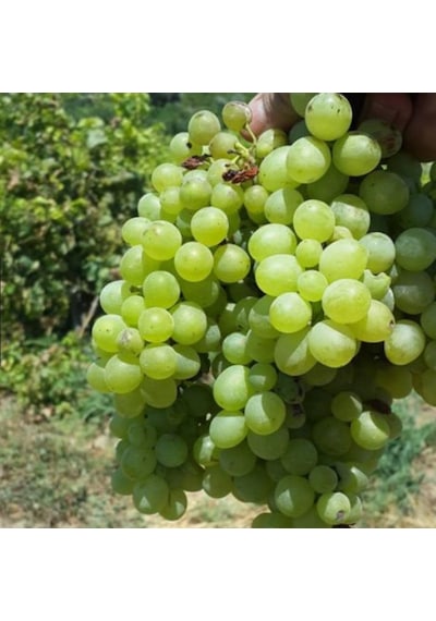 Tüplü Sauvignon Sugar Yellow Blanc Üzüm Fidanı