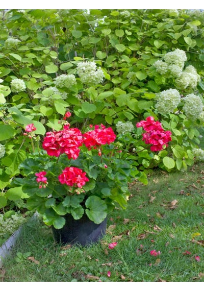 Kırmızı Ortanca Çiçeği 30 50 Cm 1 Adet Saksılı Çiçekli Bodur Bitki Hydrangea Macrophylla Diğer