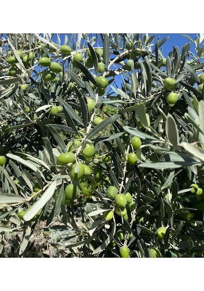 1.5 Metre Aşılı Gemlik Trilye Zeytin Fidanı 5 Yaş