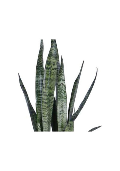 Peygamber Kılıcı Fidanı Paşa Kılıcı, Sansevieria 20-40 Cm