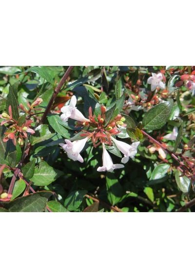 Saksıda Güzellik Çalısı Beyaz Çiçekli Abelya abelia