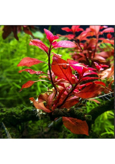 Ludwigia Mini Süper Red Akvaryum Bitkisi Yeşil Formda 5 Dal