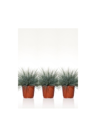 Videolu Mavi Osmanlı Çimi Fidanı 3 Adet Saksılı 20-40 Cm Bahçe Bitkisi Festuca Glauca
