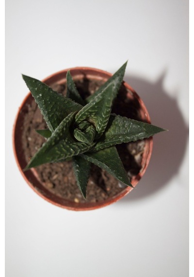 Haworthia Limifolia Sukulent Tekli 5,5 Cm Saksıda