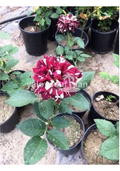 Serada Decor Plant Sihirbaz Rengarenk Tüplü 1. Kalite