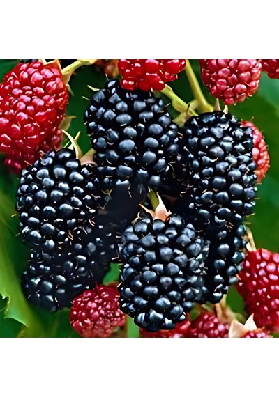 Böğürtlen Jumbo 50-75 Cm Boyunda Tüplüdür