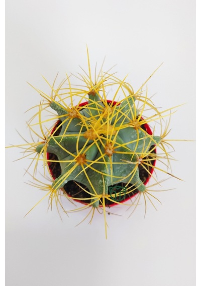 Ferocactus Glaucescens Sarı Dikenli Nadir Özel Tür Kaktüs Büyük B