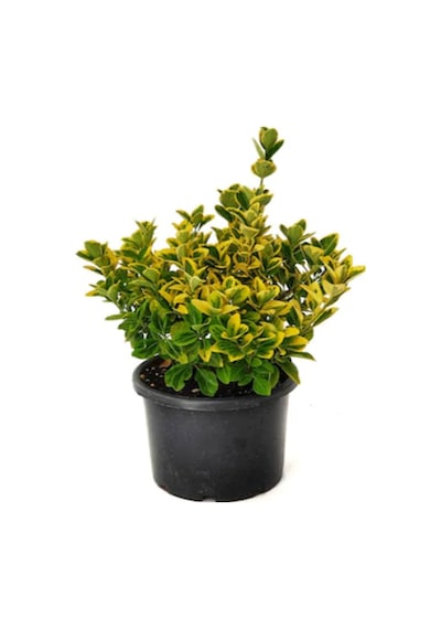 Videolu 1 Adet Alacalı Taflan Çiçeği Fidanı 40-60cm Saksılı Spirea