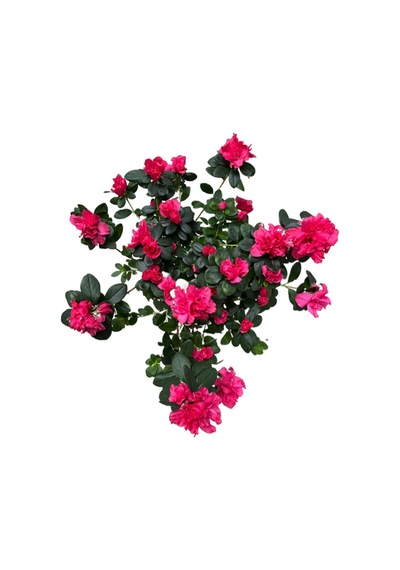 Rhodendron Indicum 'magenta' Ø17 Cm 60-70 Cm