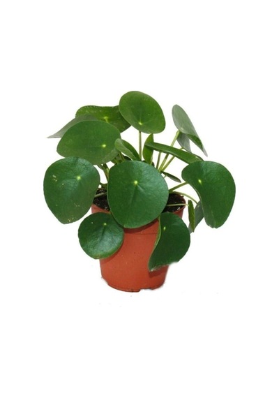 Pilea Bitkisi Çin Para Çiçeği Fidanı 10-20 Cm