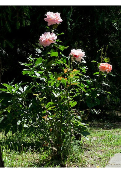 Videolu Yediveren Pembe Beyaz Renkli Kokulu 30 60 Cm Saksılı Aşılı Gül Pink And White Rose