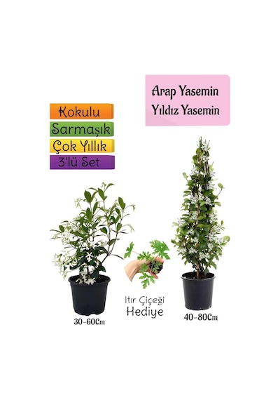 Kokulu Arap Yasemini+yıldız Yasemin Fidanı+ıtır Çiçeği Hediye 3'lü Peyzaj Seti