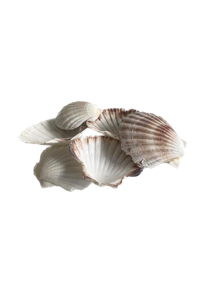 Doğal Dekoratif Deniz Kabuğu 10-12 CM 1 Adet