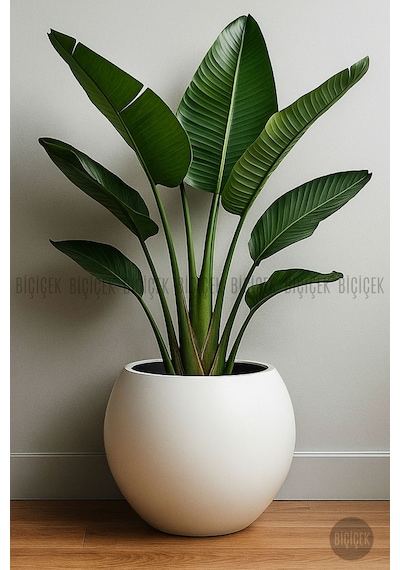 Küre Saksı 51 Cm Mocha Kahverengi