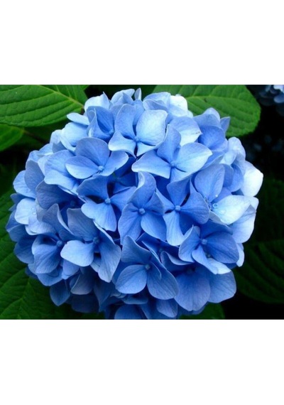 Ithal Mavi Çiçekli Ortanca Fidanı 30-55 Cm Tüplü Çiçekli Bodur Bitkiler Blue Hydrangea