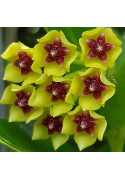 Altın Yıldız Mum Çiçeği Hoya Sarı Rengin Parlaklığını Ve Ortadaki Yıldız Şeklini Ön Plana Çıkarır