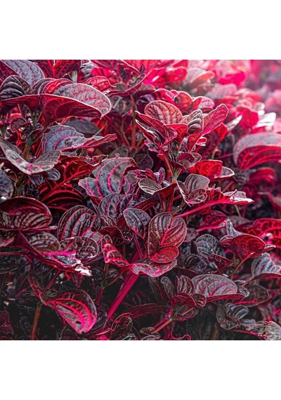 Çingene Şalvarı - İresine Herbstii 10 Adet