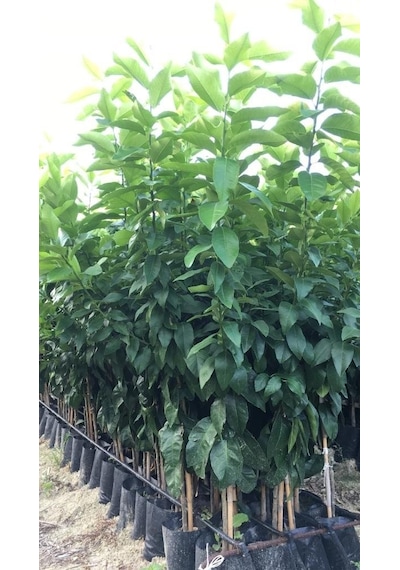 Tüplü Bodur Saksılık Navelina Portakal Yediveren Limon 2 Yaş