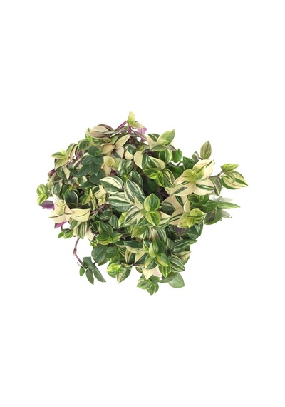 Tradescantia Fluminensis 'Tricolor' (Telgraf Çiçeği) Ø10,5 CM Y15-20 CM
