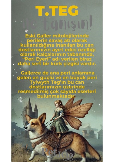 Petjoo 15.T.Teg Gri-Sarı Qr'lı Köpek Künyesi