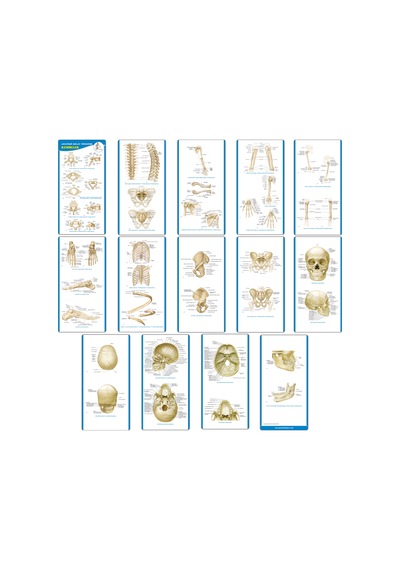 Anatomi Kolay Öğrenme – Kemikler Cep Kartı
