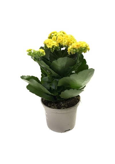 Kalanchoe Calandiva 'Yellow' (Kalanşo Çiçeği) Ø10,5 CM Y15-20 CM