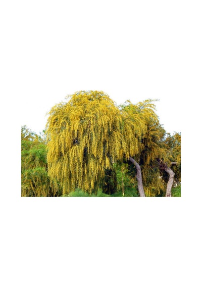 Kıbrıs Akasya Tohumu 5 Tohum + Bonsai Ağacı Tohumu