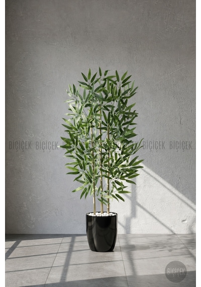 110 Cm Bambu Ağacı Siyah Yakut Saksıda