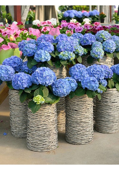 Videolu Muheteşem Görünümlü Mavi Ortanca Çiçeği 20 50 Cm 1 Adet Saksılı Bodur Bitki Rhododendron