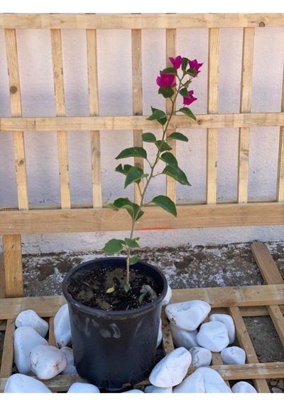 Fuşya Begonvil Bougainvillea