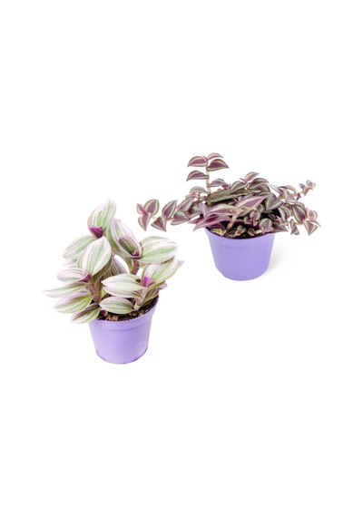 Videolu Tüylü Telgraf Çiçeği 5 15 Cm 2 Adet Saksılı Hediyelik Iç Mekan Bitkisi Tradescantia
